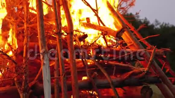森林的大篝火在夜晚燃烧视频的预览图