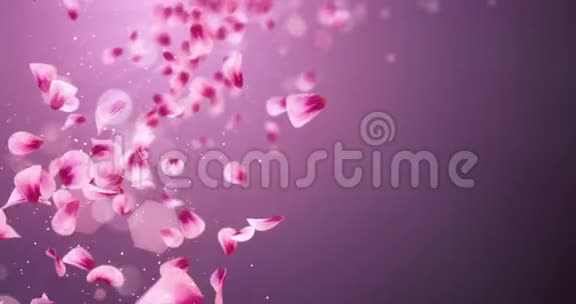 飞红粉红玫瑰樱花花瓣落座环4k视频的预览图