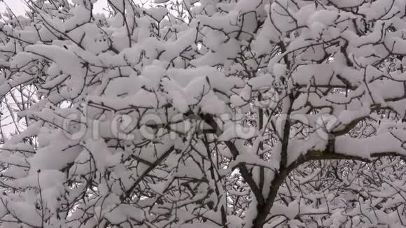 冬天在马祖里诺公园散步视频的预览图