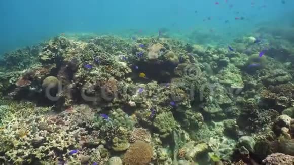 珊瑚礁和鱼在水下菲律宾Camiguin视频的预览图