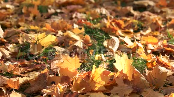 秋天的叶子在绿草上视频的预览图