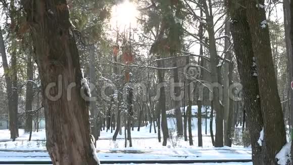 雪松林视频的预览图