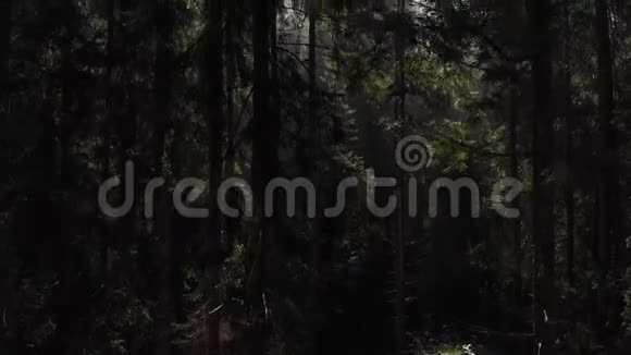 绿色森林的夏季空中景色视频的预览图