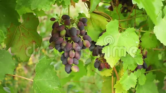 成熟的黑葡萄在葡萄园收获视频的预览图
