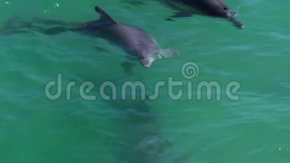 清澈的水里有海豚视频的预览图
