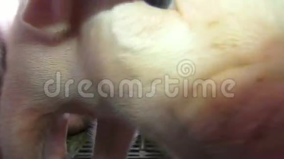 小猪小猪猪农场动物视频的预览图