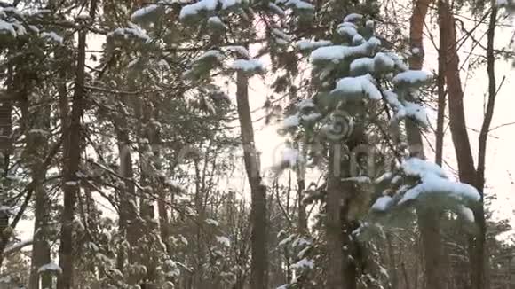 冬天的森林太阳视频的预览图