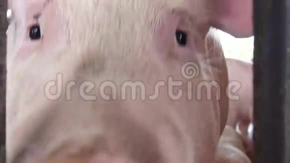 小猪小猪猪农场动物视频的预览图