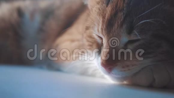 猫睡觉的概念猫睡在窗户上的生活方式阳光和窗户是一个可爱的视频视频的预览图