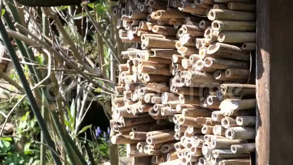 野生蜜蜂在昆虫旅馆前飞行以保护孤独的野生蜜蜂两角蜜蜂视频的预览图