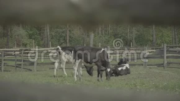 农场里的奶牛农业视频的预览图
