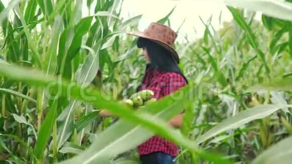 智慧生态是一种收获农业的耕作理念农民女孩植物研究员在农场收获玉米芯视频的预览图