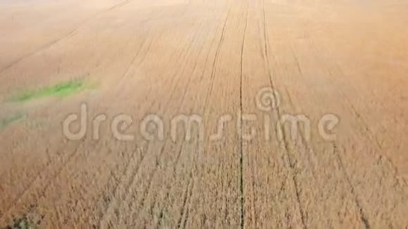 熟麦田景视频的预览图