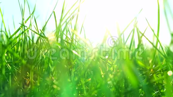 日出时阳光明媚的绿野上的鲜草自然背景视频的预览图