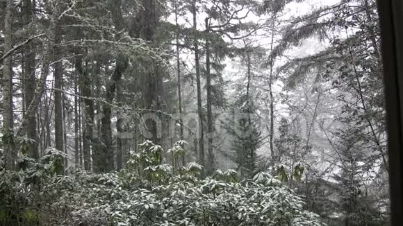 俄勒冈州森林里降雪视频的预览图