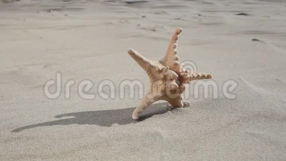 海滩上的海星全高清机动滑块1080p视频的预览图