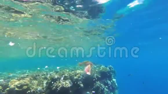 珊瑚礁五颜六色的鱼漂浮在靠近珊瑚礁的红海中埃及视频的预览图