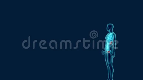 人体泌尿系统三维动画X线解剖视频的预览图
