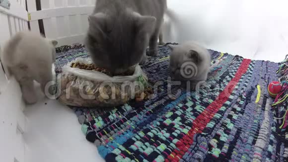 小猫在一个小院子里一起吃饭彩色的脱光地毯视频的预览图