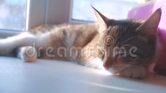 猫睡觉的概念猫睡在窗户上阳光和窗户是一个可爱的生活方式视频视频的预览图
