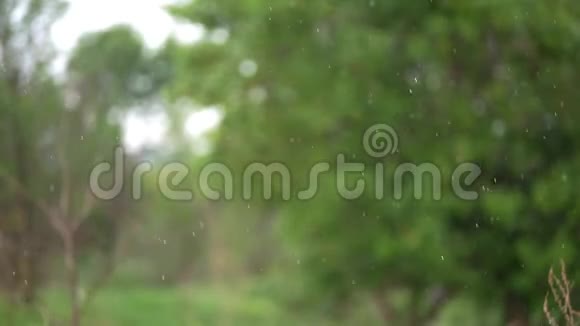 公园里的春雨视频的预览图