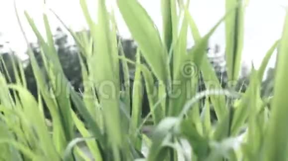关闭未成熟玉米的叶子绿叶的不成熟玉米植株未成熟玉米叶片视频的预览图