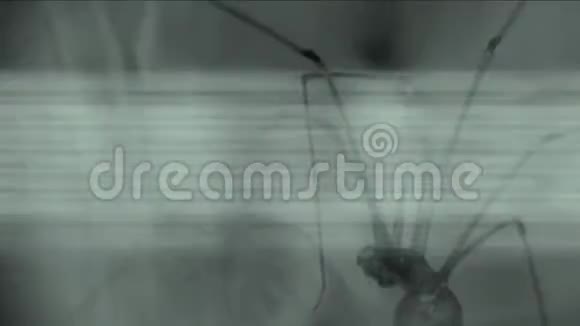 医学科研技术电影恐怖昆虫传染病视频的预览图