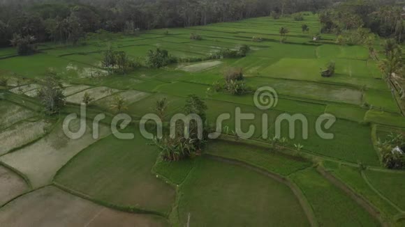 日落时雨林丛林景观的4K空中飞行视频4K无人机镜头没有编辑巴厘岛视频的预览图