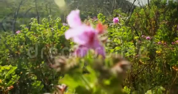 阳光明媚的4k乡村的花卉植物视频的预览图
