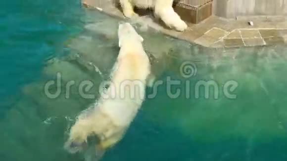 北极熊视频的预览图