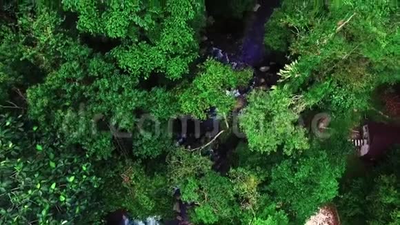 马来西亚基达森林美景视频的预览图