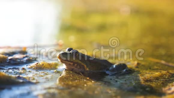 生活方式沼泽里池塘里的绿色青蛙拉娜埃斯古丽塔青蛙在水中对自然的影响野生动物概念视频的预览图
