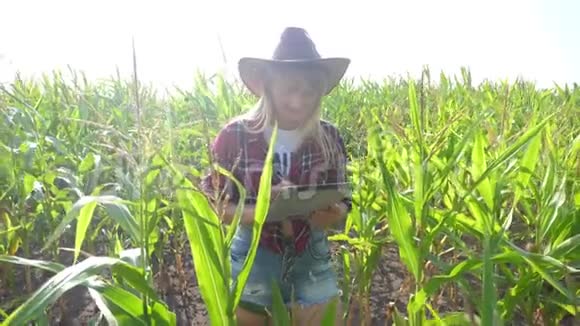 智慧农业慢动作视频概念女孩农学家持有平板生活方式触摸电脑在玉米地是视频的预览图