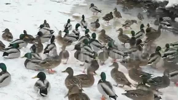 冬天在红溪里喂鸭子和鸭子视频的预览图
