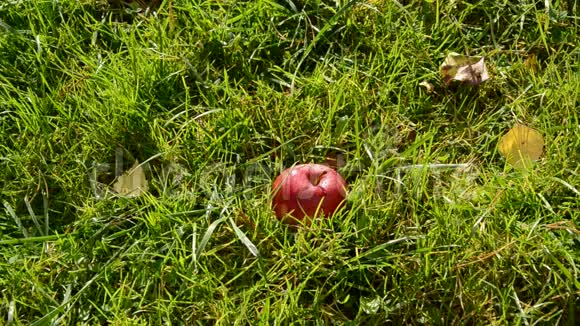 红苹果落在花园的草地上视频的预览图