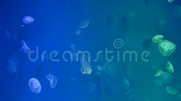 特写水母美杜莎在鱼缸里用霓虹灯视频的预览图
