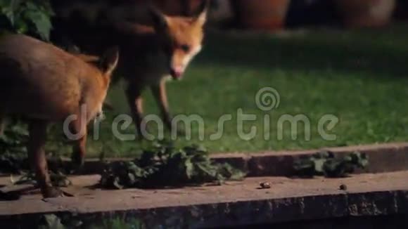 房子花园里的两只城市狐狸视频的预览图
