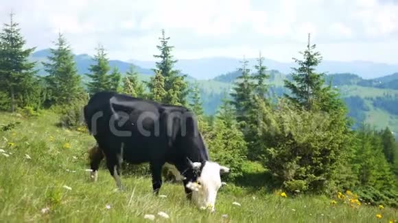 牛性动物山视频的预览图