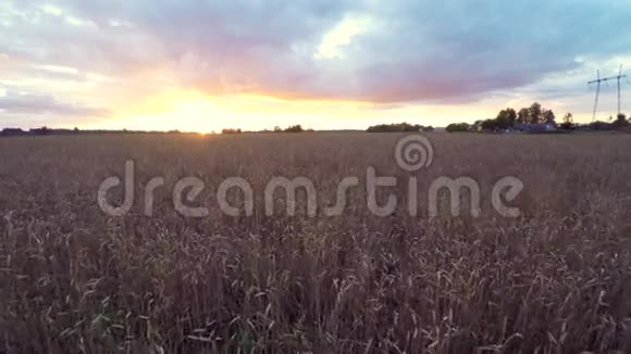 黑麦场美丽的日落低空飞行空中镜头视频的预览图