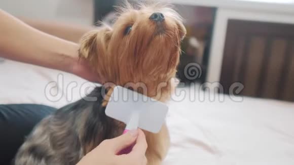 女人在刷牙生活方式狗有趣的视频女孩梳一点毛茸茸的狗宠物护理使用梳子的女人视频的预览图