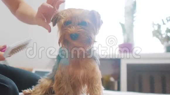 女人在刷牙狗搞笑视频女孩梳着一个毛茸茸的狗宠物护理女人用梳子的生活方式刷视频的预览图