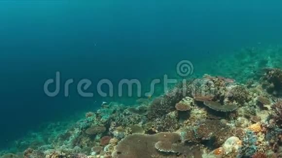 白尖礁鲨鱼在珊瑚礁上有大量的鱼4k视频的预览图