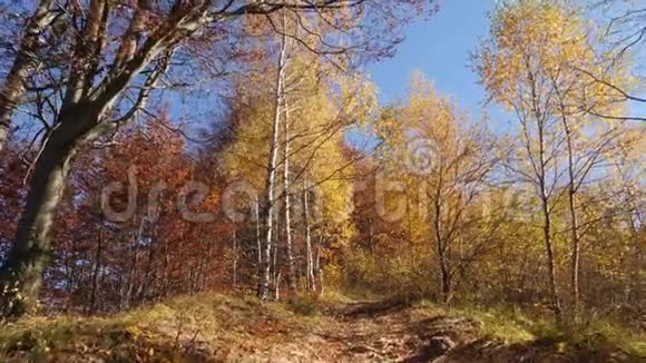 镜头移动在森林道路上秋天的美丽森林视频的预览图