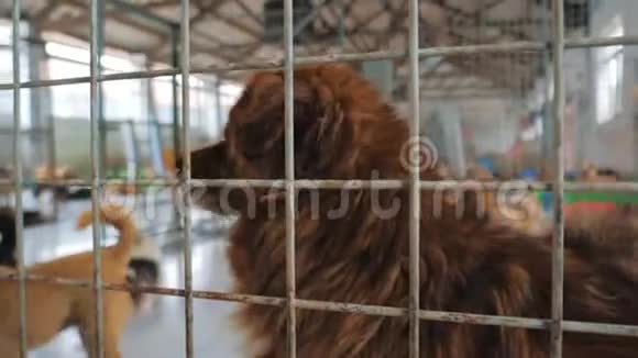 悲伤的狗在避难所等待获救并被收养到新家动物收容所概念视频的预览图