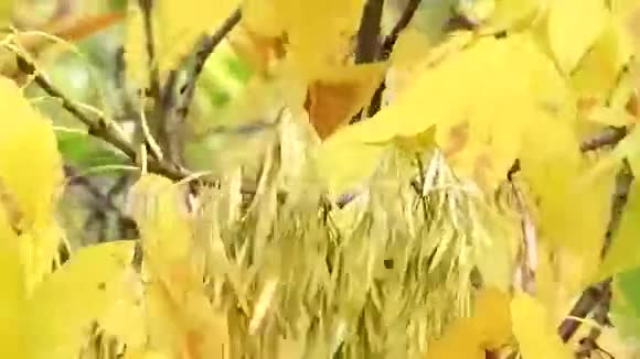 秋天视频的预览图