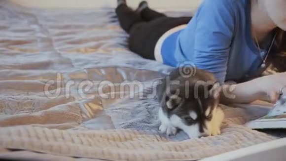 小狗西伯利亚哈士奇是床上的女人视频的预览图