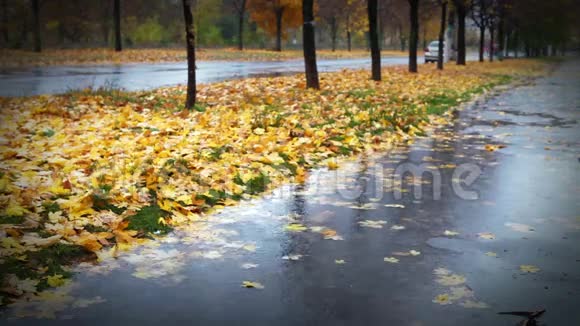 潮湿的天气秋天的小巷有黄色的红色叶子和寒冷的雨水视频的预览图
