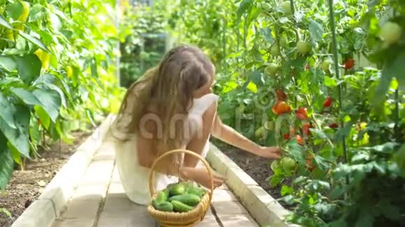 可爱的小女孩在温室里收获黄瓜和西红柿视频的预览图