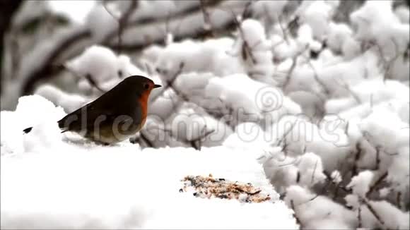 在雪地里喂鸟视频的预览图