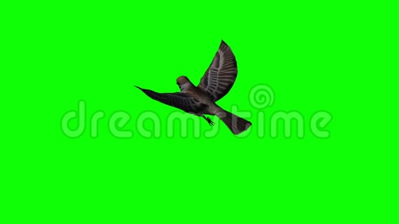 鸟雀在飞翔绿屏视频的预览图